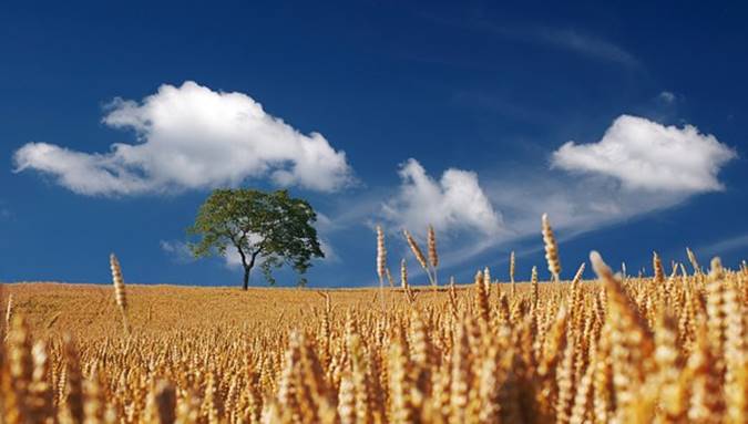 ladang gandum